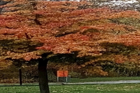 Ϊ˾