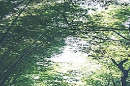 湫˾
